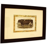 Antique English Cow and Bull Engravings, Hand-Colored