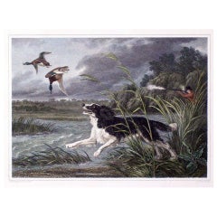 Eight Antique FRAMED  English Engravings of Dogs, Hand Colored