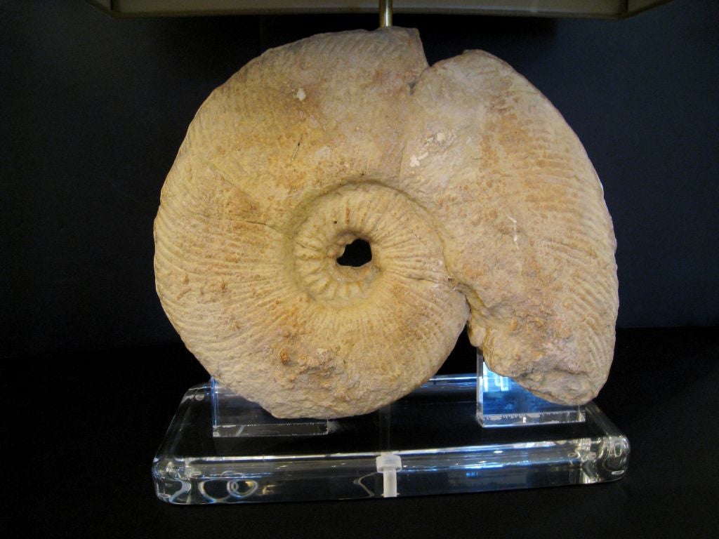 Large Ammonite ,17