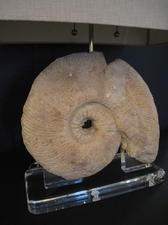 American Large Ammonite Mounted as Lamp