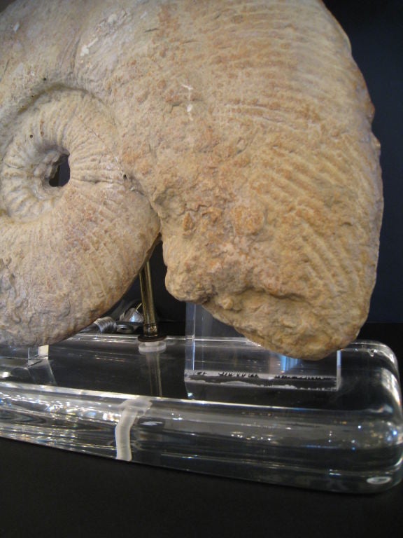Large Ammonite Mounted as Lamp In Excellent Condition In Los Angeles, CA