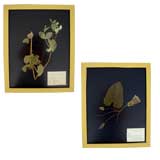 COLLECTION OF BOTANICAL SPECIMENS