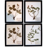 COLLECTION OF 18 BOTANICAL SPECIMENS