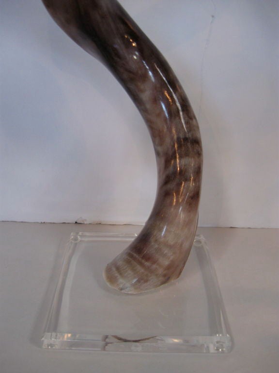 Unknown PAIR OF POLISHED KUDU HORNS