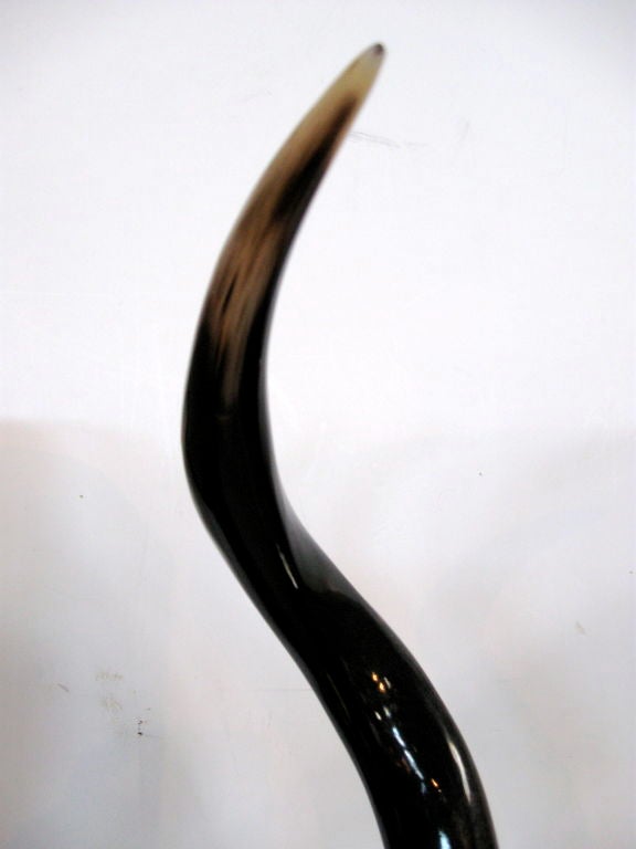 PAIR OF POLISHED KUDU HORNS In Excellent Condition In St.amford, CT