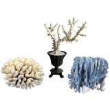 COLLECTION OF NATURAL CORAL