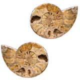 Pair of massive ammonites from the Jurassic Period