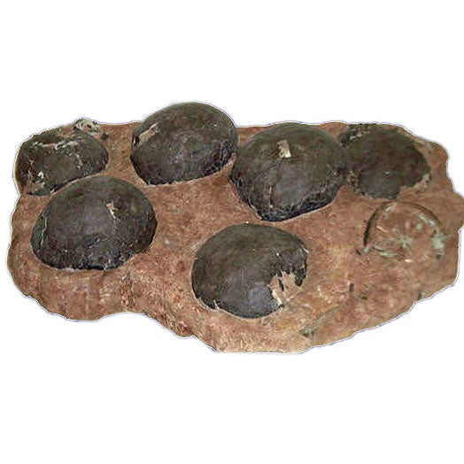 Nest of six Hadrosaur dinosaur eggs - 65-144 Million Years Old For Sale