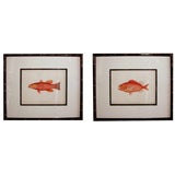 Antique Well-Detailed American Chromolithographs of Tropical Fish