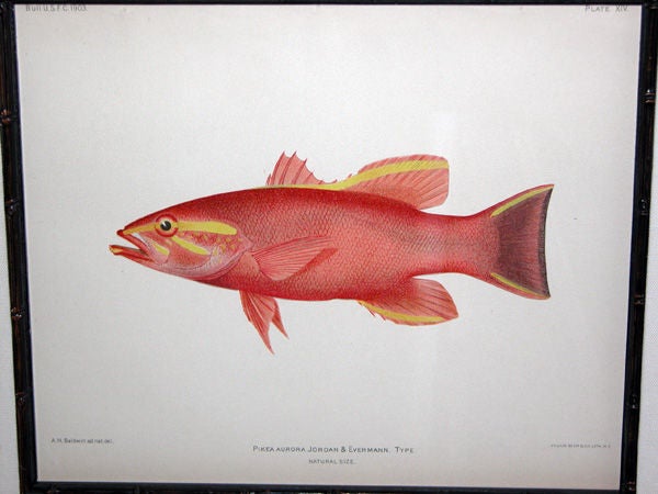 Well-Detailed American Chromolithographs of Tropical Fish