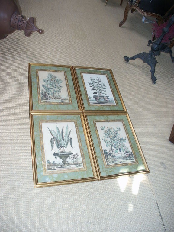 Set of Four Framed Botanical Engravings