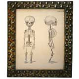 Deformed Skeleton Print