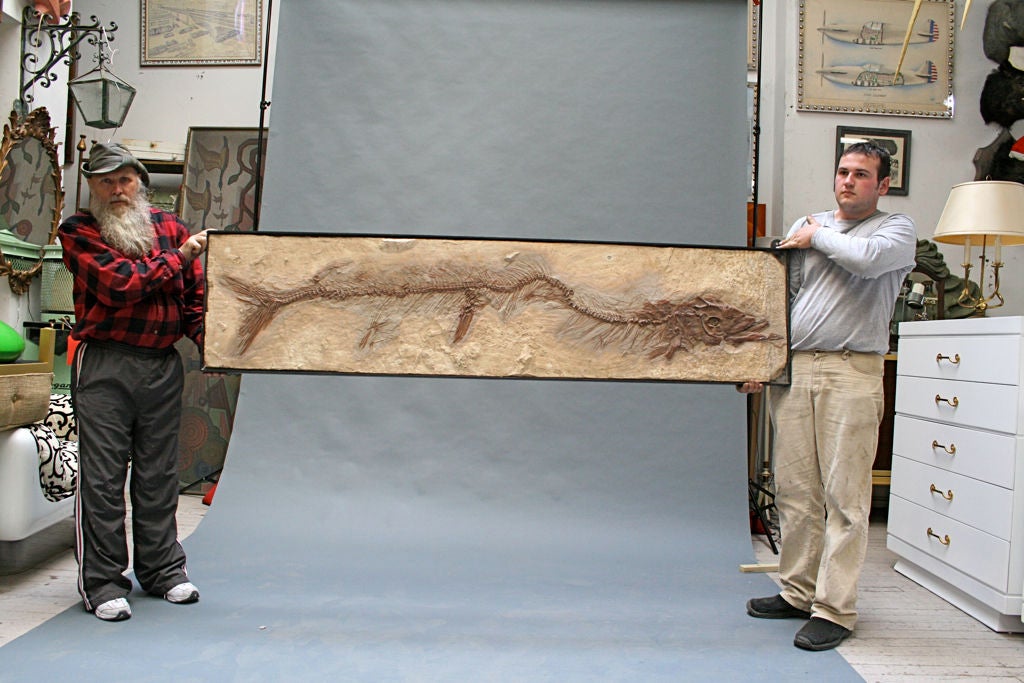 Mosasaur Fossil Plaque 2