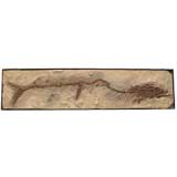 Retro Mosasaur Fossil Plaque