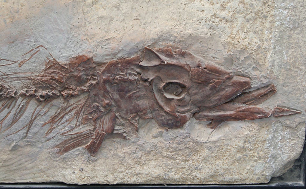 Wall plaque of Moasaur fossil, museum quality casting de-acquisitioned from San Francisco's Academy of Science. Very nice presence.