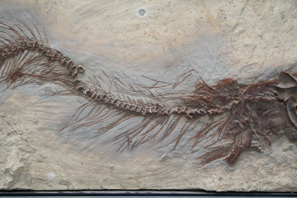 American Mosasaur Fossil Plaque