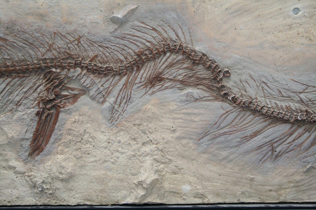 Late 20th Century Mosasaur Fossil Plaque