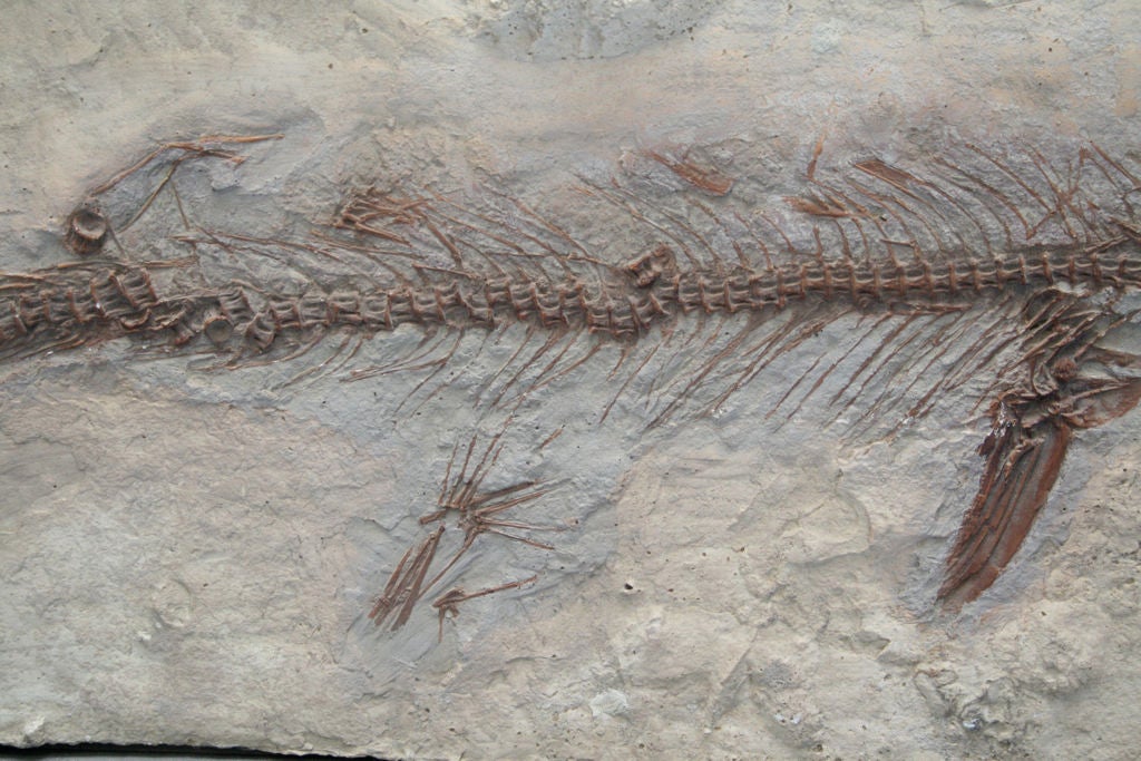 Plaster Mosasaur Fossil Plaque