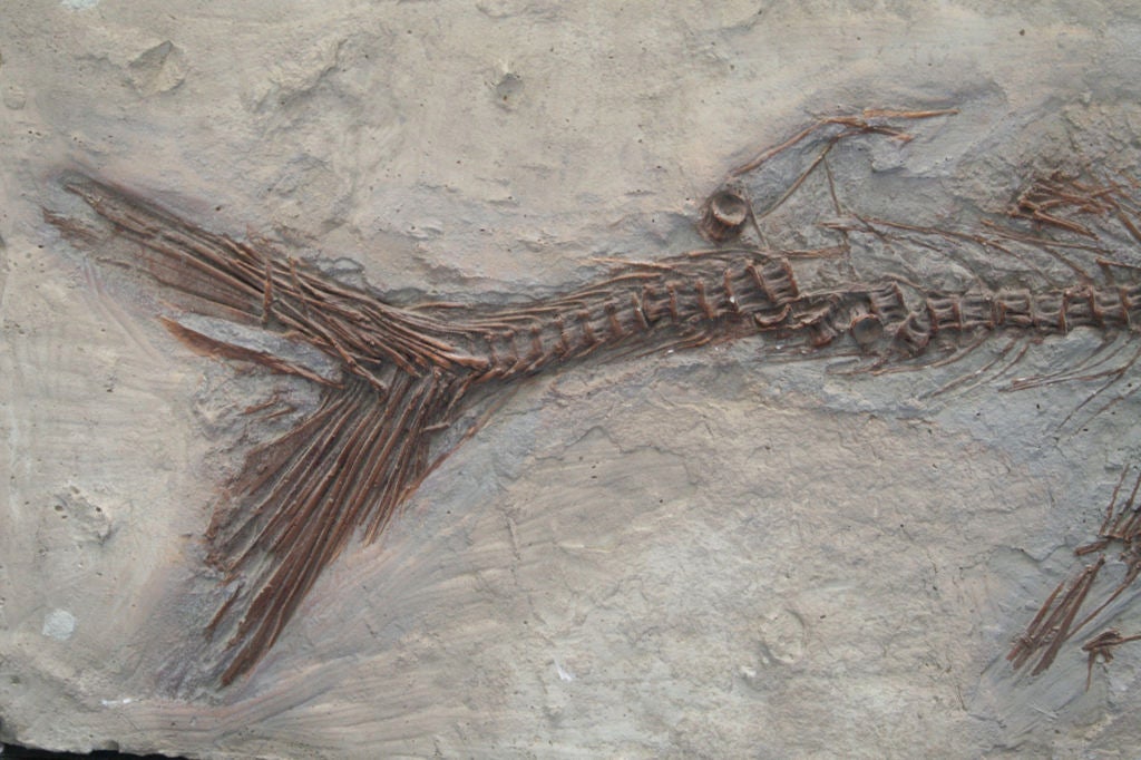 Mosasaur Fossil Plaque 1