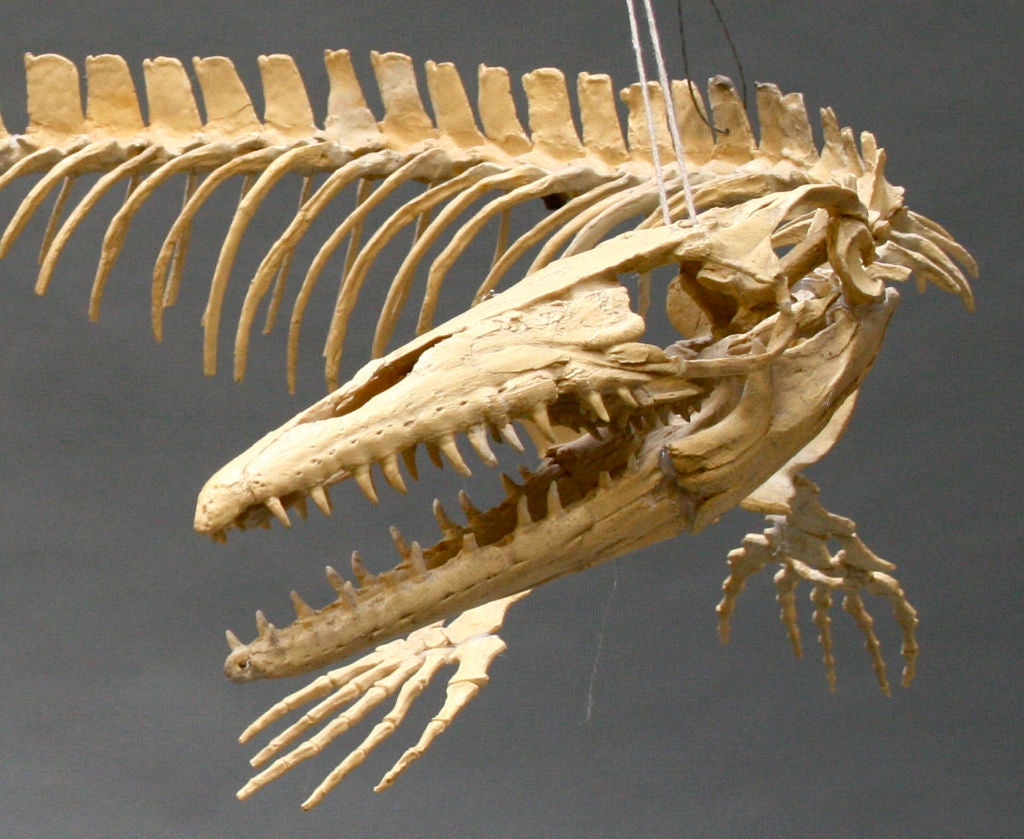American 3 Dimensional Museum Replica of Masosaur