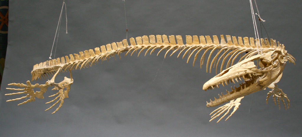 This fossil replica was dequisitioned from San Francisco's Academy of Science, demolished 4 years ago (soon to be replaced by new Renzo Piano building slated to open later this year), the identical model is in New York's Natural History Museum. Cast