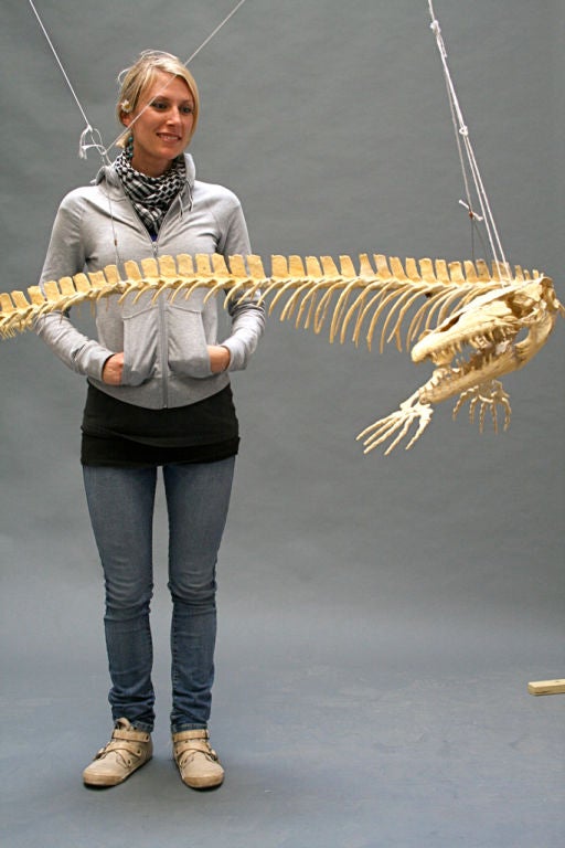 3 Dimensional Museum Replica of Masosaur 1