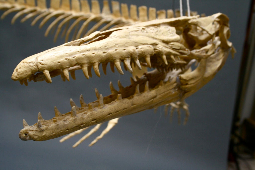 Late 20th Century 3 Dimensional Museum Replica of Masosaur