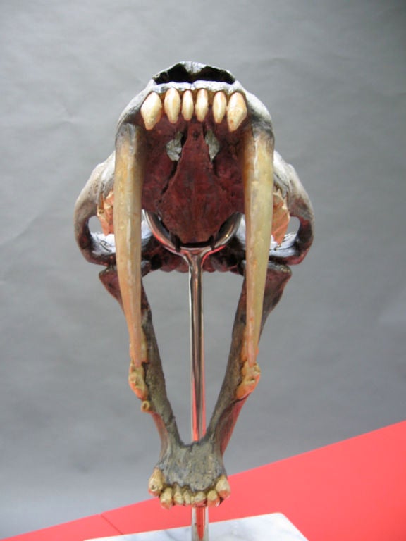 Saber Tooth Tiger Skull Replica