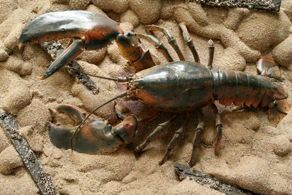 Giant, I guess Maine lobster, professionally mounted by 