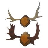 Used Two Trophy Nova Scotia Moose Antlers