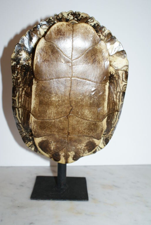 One of a number of turtle shells in various sizes available all in lovely condition the larger ones have a stand. Sizes vary from 4 inches to about 8 inches in height. The smaller shells start at 175.00,the largest 8 to 9 inches are 375.