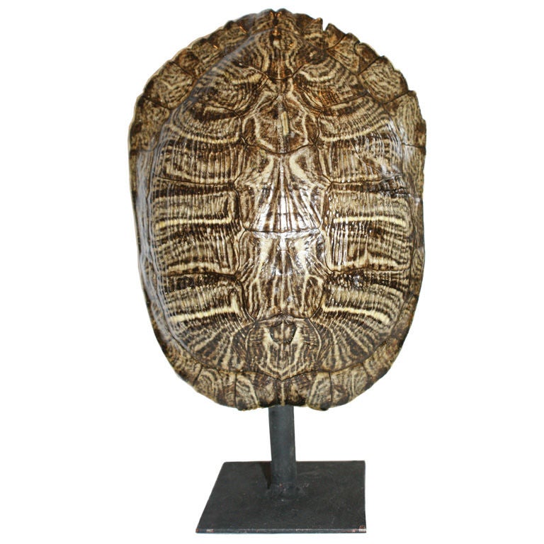 Turtle Shell on Stands