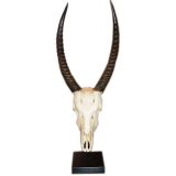 Trophy Skull & Horns-West African