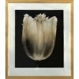 Vintage Colossal Size Tulip Photo.Limited Edition.Framed
