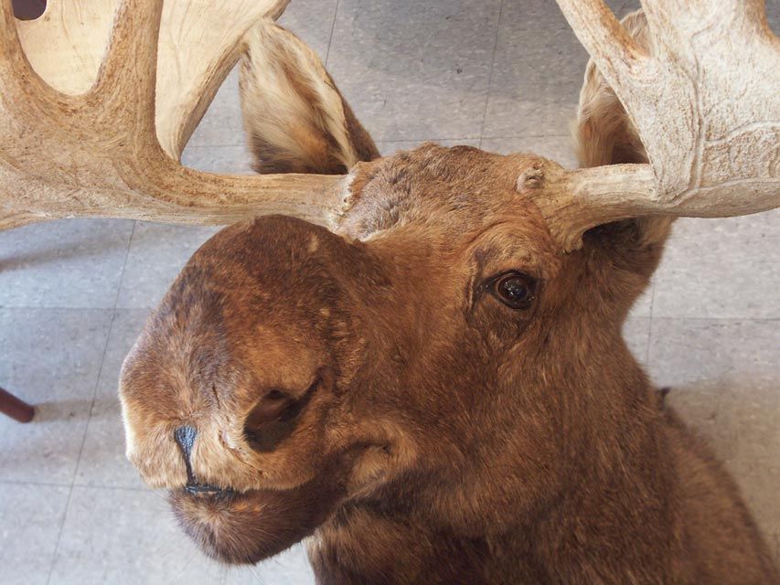 One extraordinarily huge moose head, expertly mounted and ready for display. The scale is breathtaking, extending just shy of four feet from the wall with an antler spread of 62