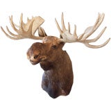 Truly Massive Mounted Moose Head Taxidermy