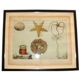 Antique 19th Century  Sea Life Print
