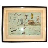 Antique 19th Century Sea Life Print