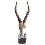 Lucite and Resin Gazelle Head