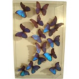 A Fantastic Sculpture Arrangment of Blue Morpho Butterflies