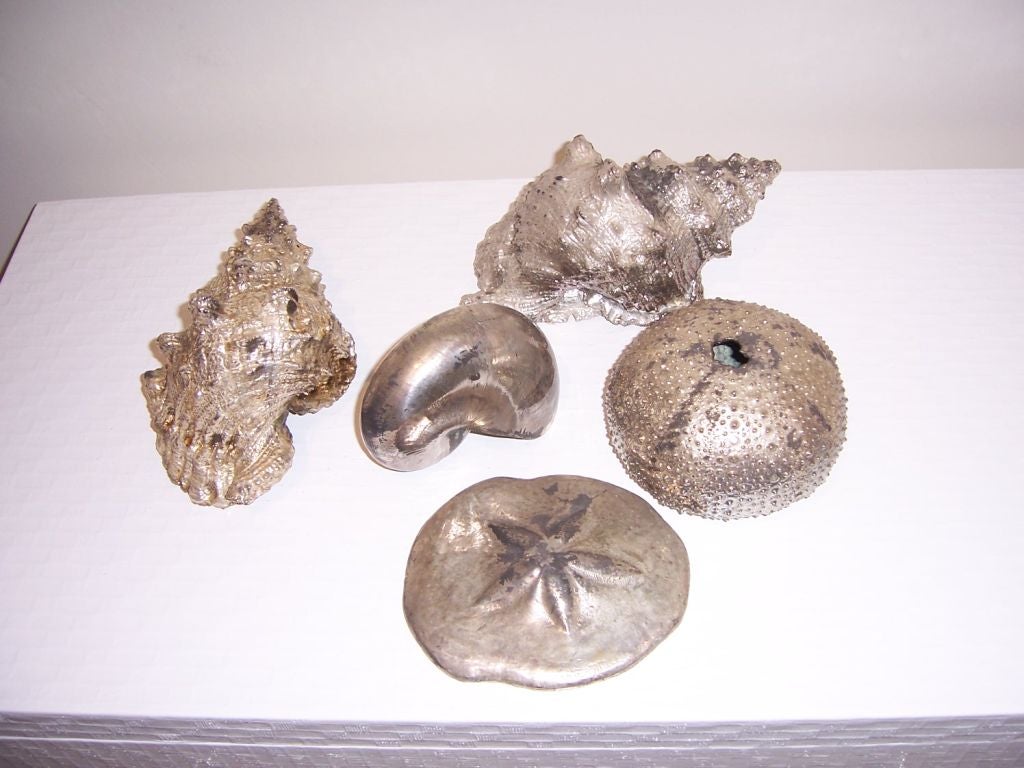 20th Century Collection of Silver Dipped Sea Shells