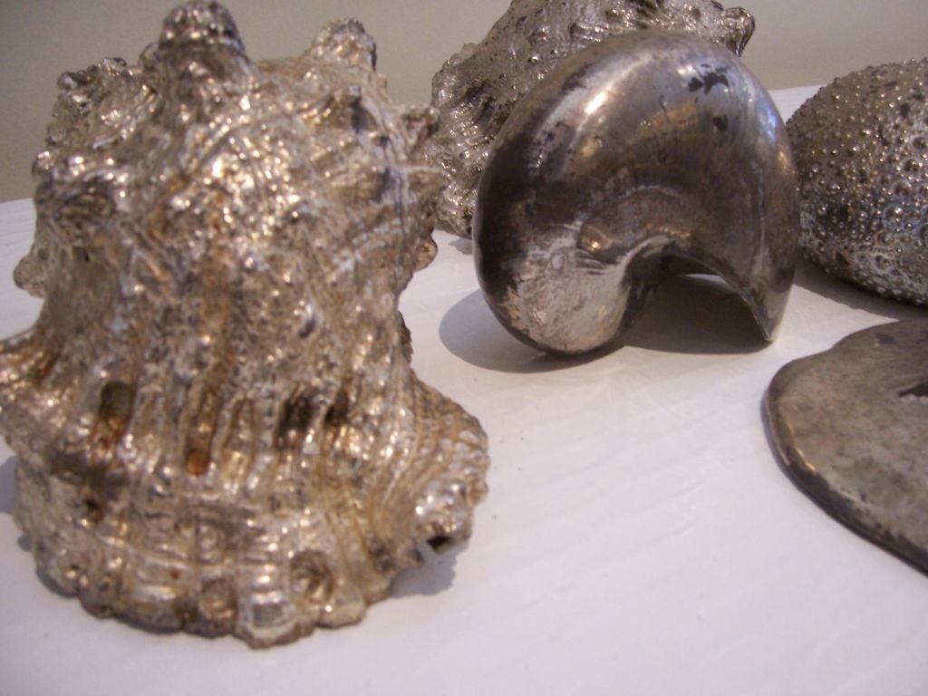 American Collection of Silver Dipped Sea Shells