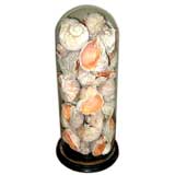 Decorative Shell Display Collection