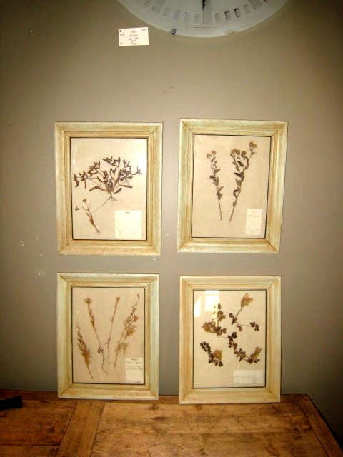 Set of Four Botanical Prints