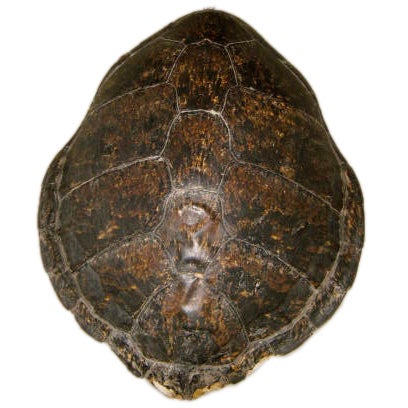 Indonesian 1930's Sea Turtle Shell