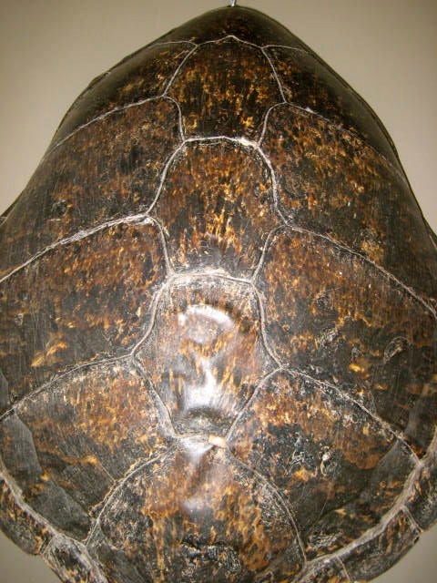 large turtle shell for sale