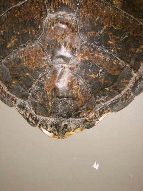 Mid-20th Century Indonesian 1930's Sea Turtle Shell