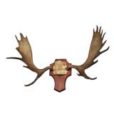 Antique Large Moose Antlers