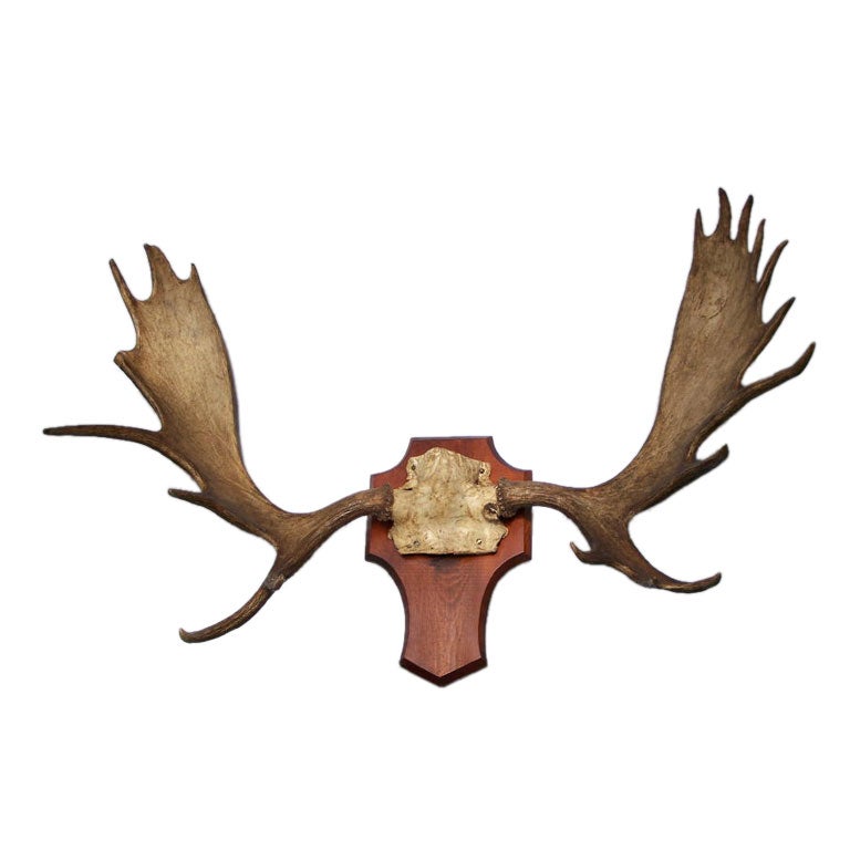 Large Moose Antlers