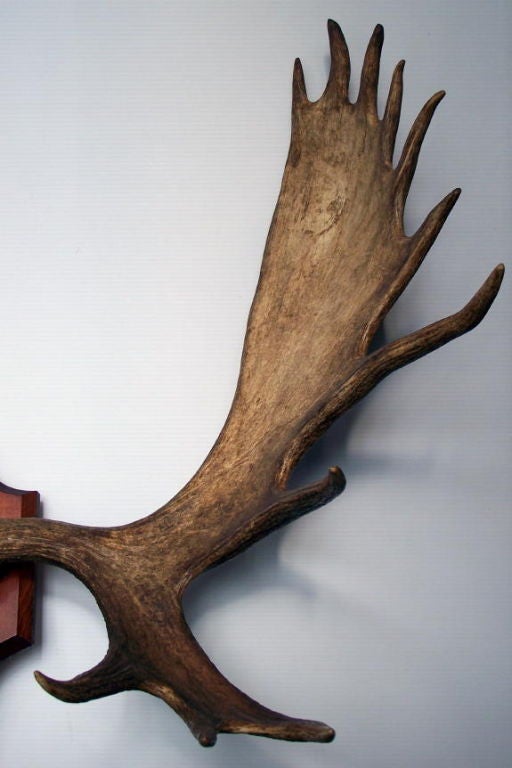 Large vintage moose antlers.